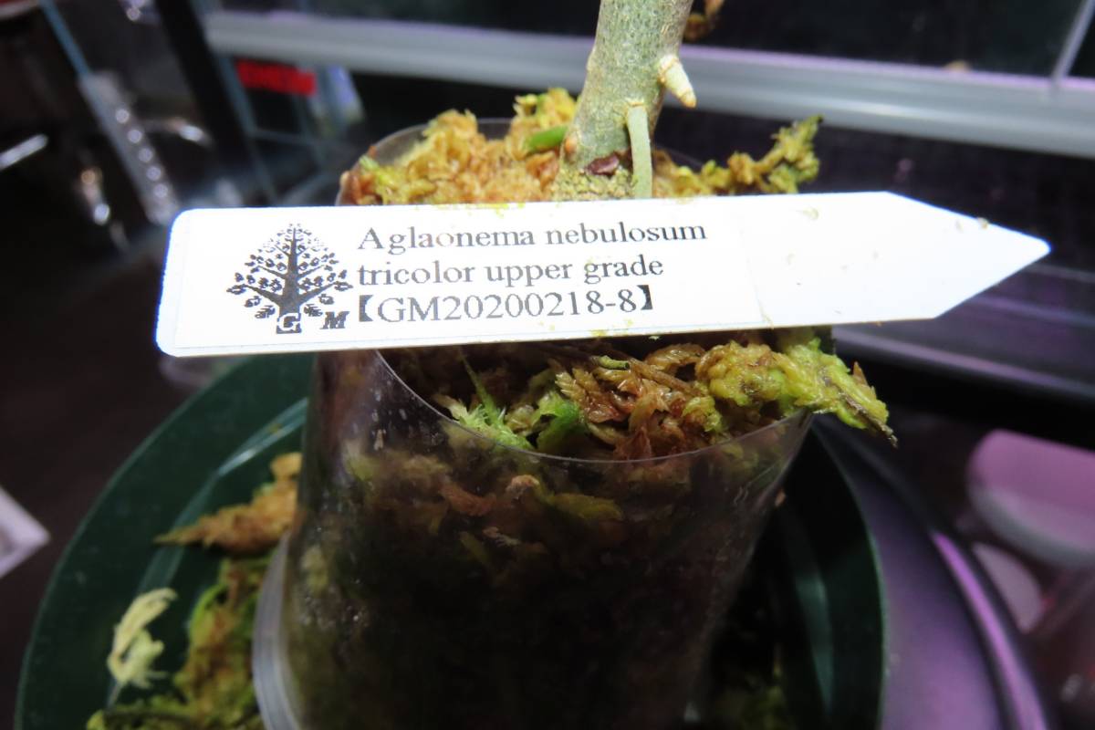 【NEO.東大阪】クリスマス大放出 Aglaonema nebulosum tricolor upper grade GM20200218-8　1株　観葉植物_画像5