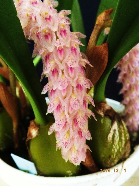 洋蘭原種　　Bulb.lilacinum 板つき　花とつぼみつき_花見本