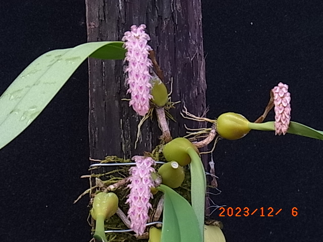 洋蘭原種　　Bulb.lilacinum 板つき　花とつぼみつき_出品株