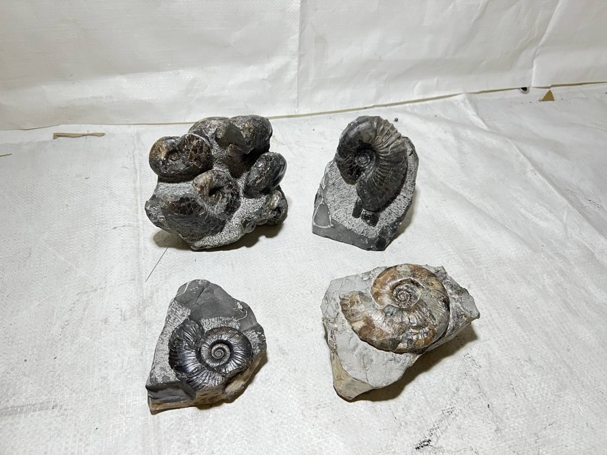 三笠　アンモナイト　4点セット　北海道　化石　天然　原石　オブジェ　楽55_画像1