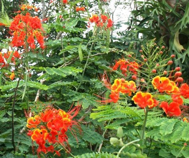 花木　オオゴチョウ (黄胡蝶)　種子 鞘 １本　観葉　植物_開花イメージ画像・参考