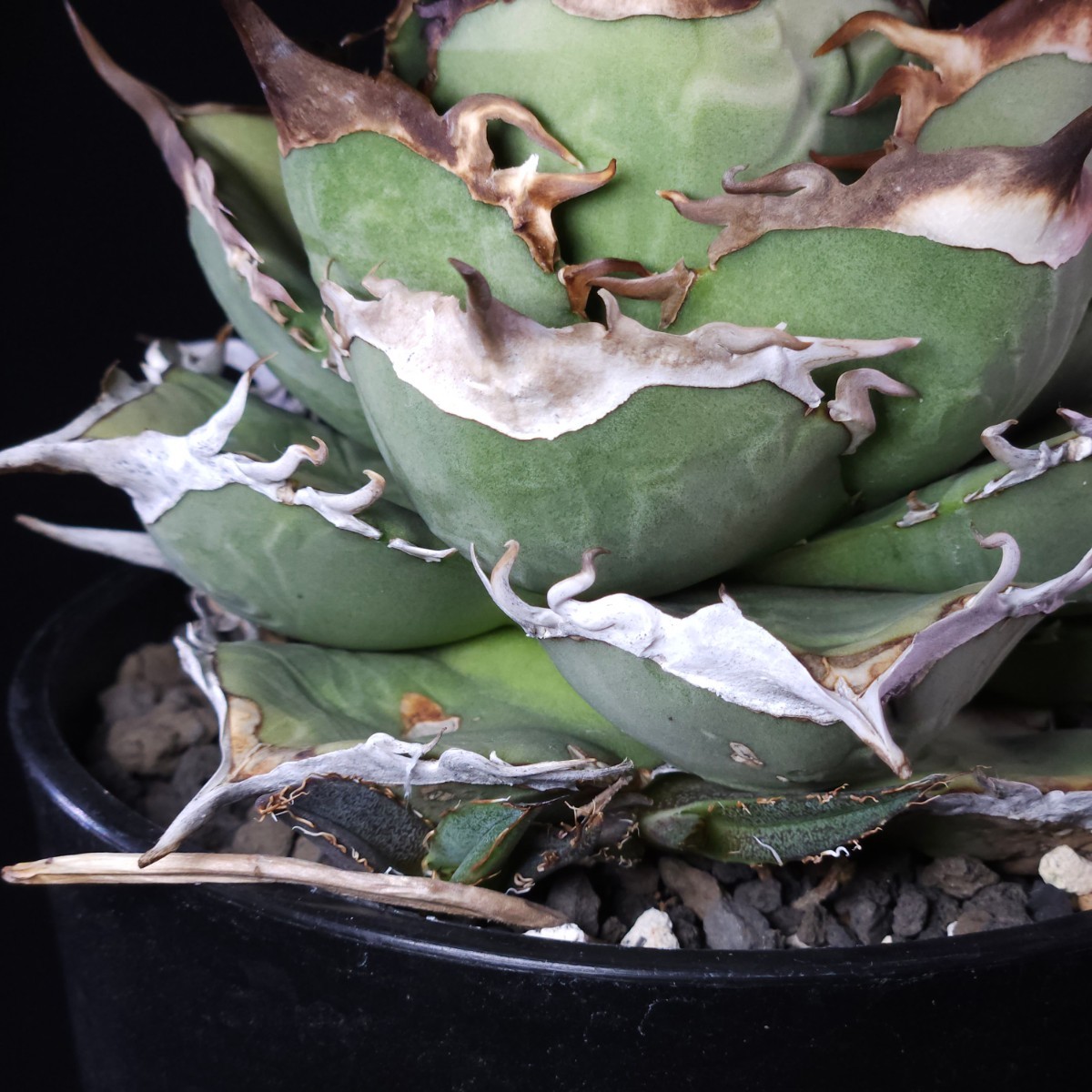 子株 ノーネーム アガベ チタノタ (Agave Titanota NoName)_画像5