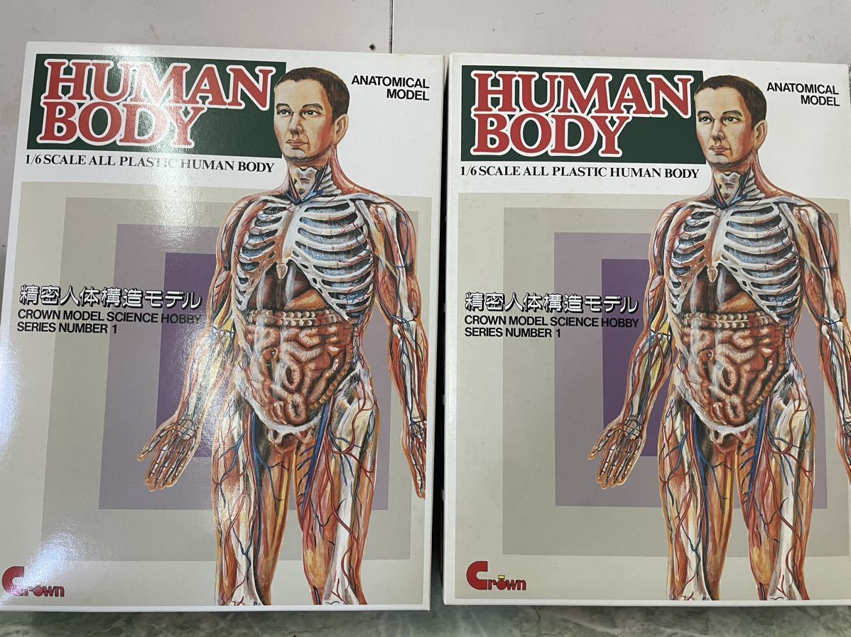 精密人体構造モデル　希少　精密人体構造モデル　HUMAN BODY 2箱セット_画像1