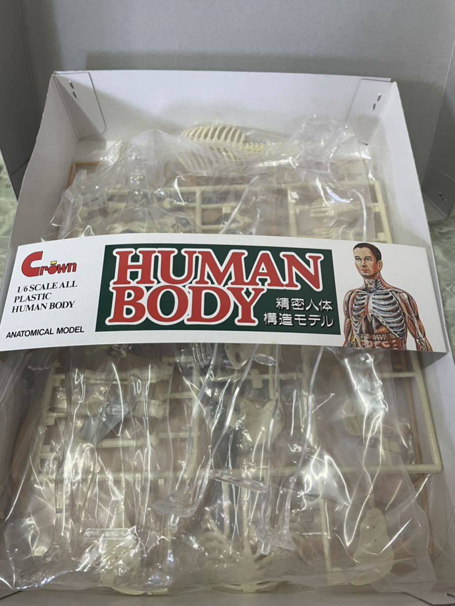 精密人体構造モデル　希少　精密人体構造モデル　HUMAN BODY 2箱セット_画像3