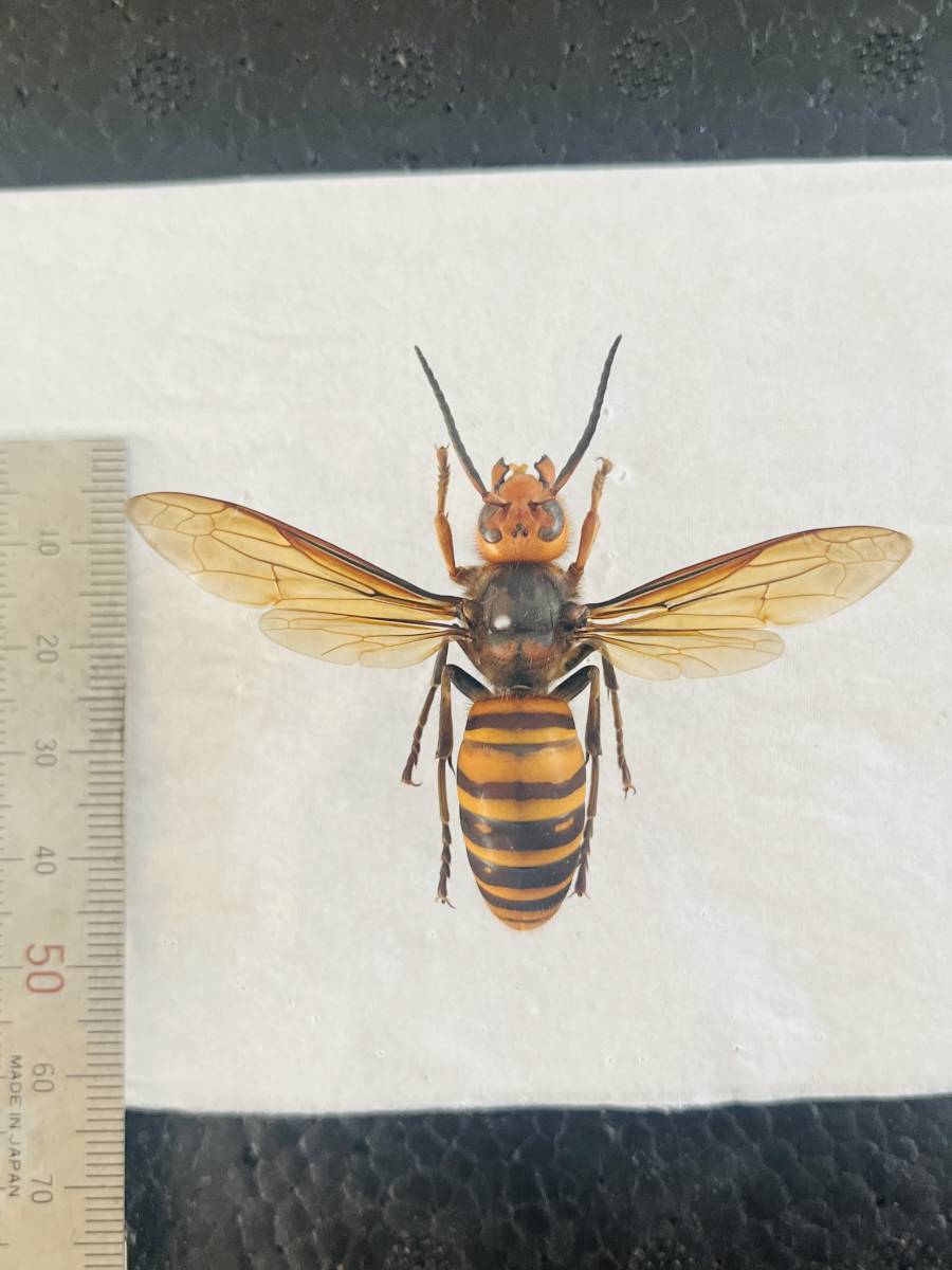 茨城県 つくば市産 オオスズメバチ・雄蜂 展翅標本(美麗品) レア_画像1