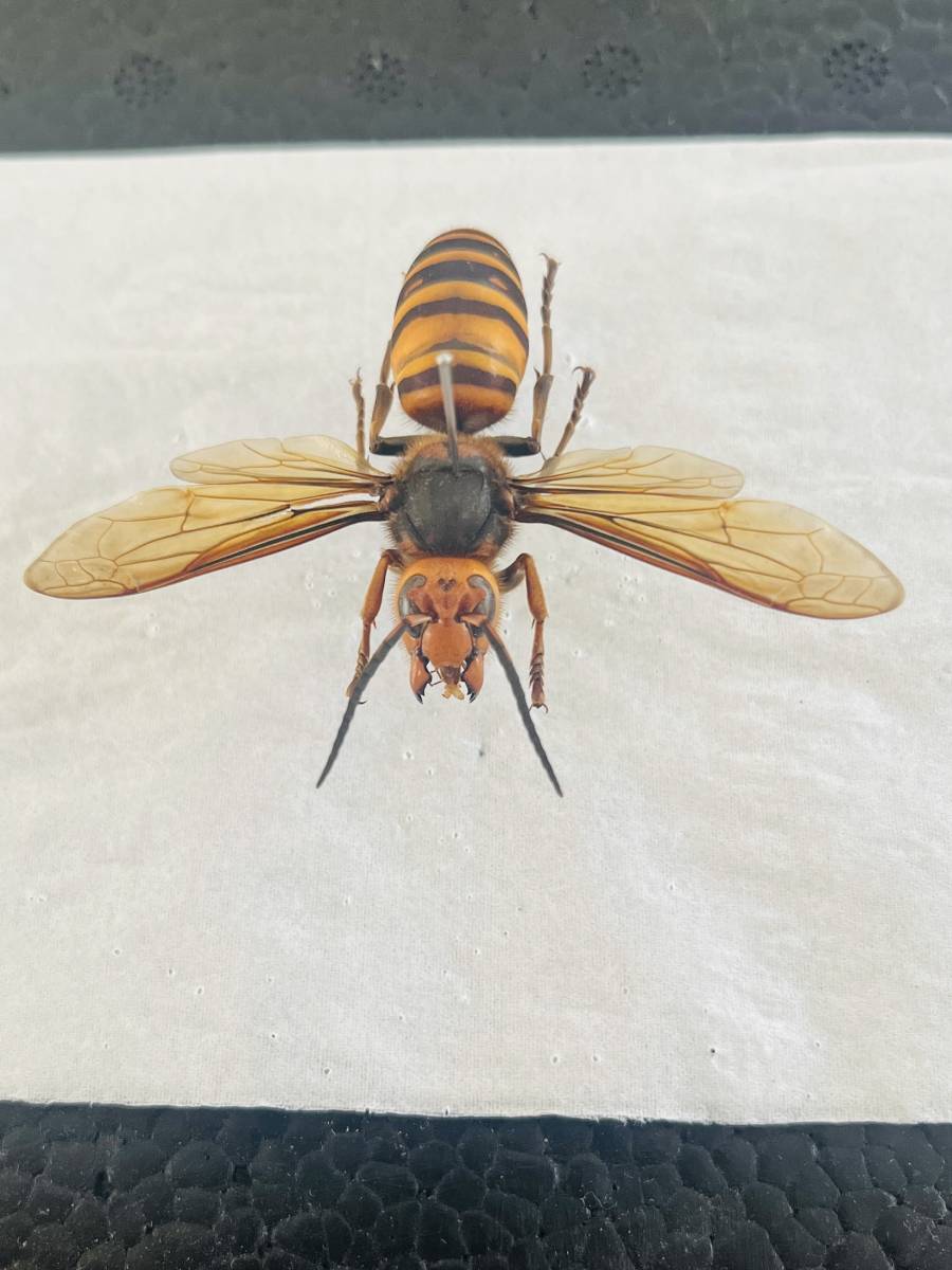 茨城県 つくば市産 オオスズメバチ・雄蜂 展翅標本(美麗品) レア_画像2