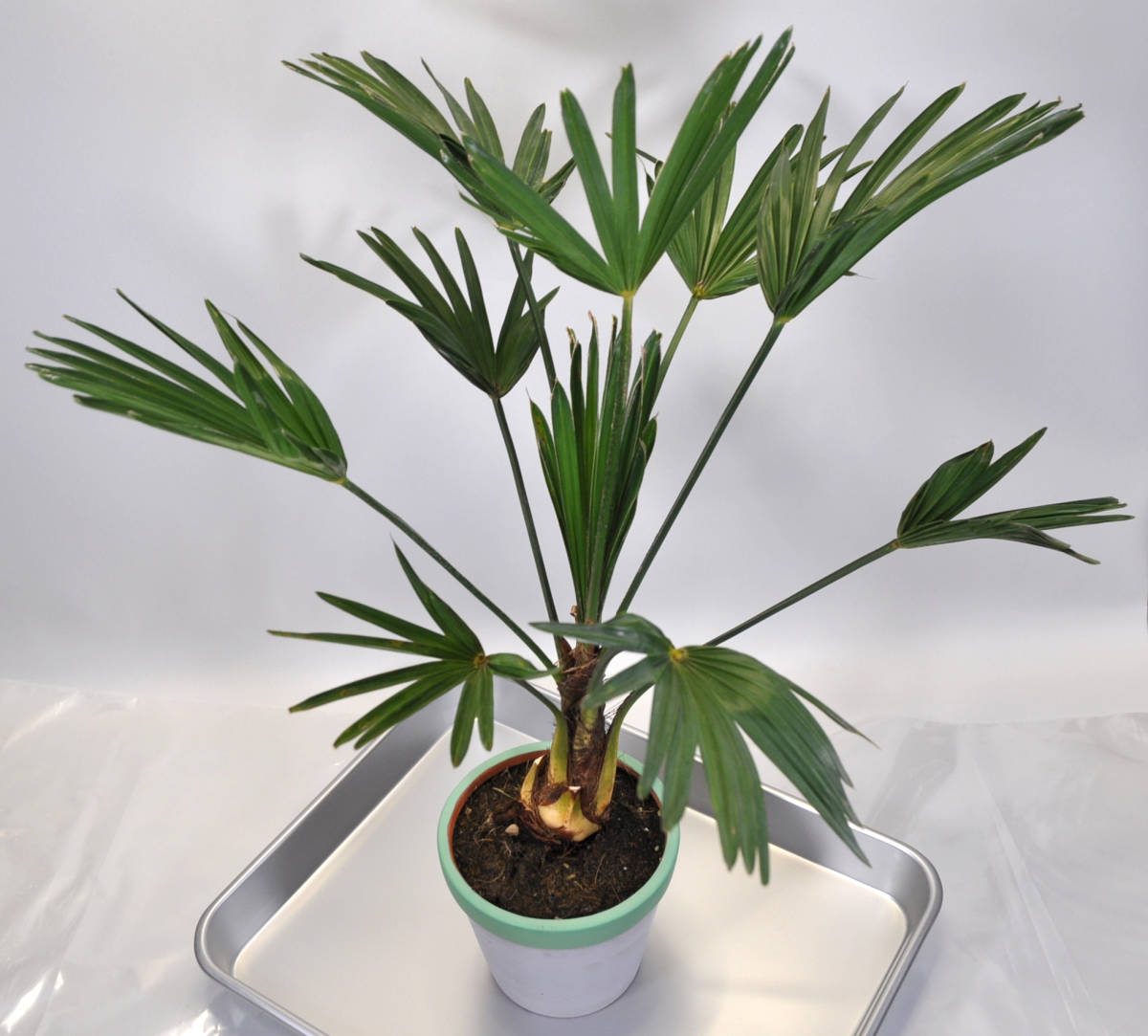 【テーブルサイズ】ミニトウジュロ　Trachycarpus wagnerianus　矮性 唐棕櫚　超耐寒ヤシ　送料込み　_画像8