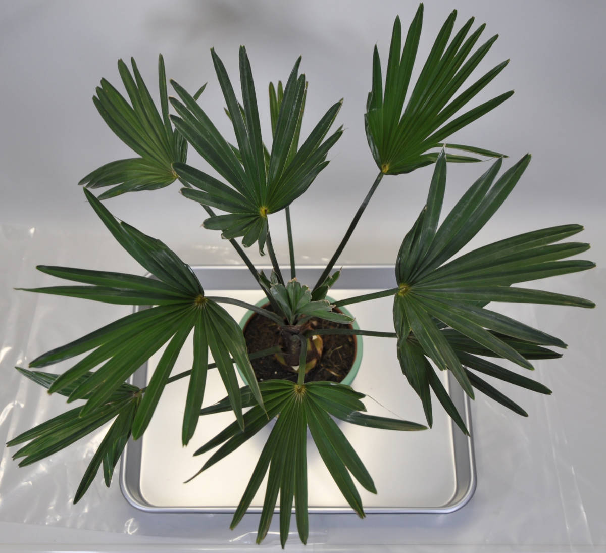 【テーブルサイズ】ミニトウジュロ　Trachycarpus wagnerianus　矮性 唐棕櫚　超耐寒ヤシ　送料込み　_画像3