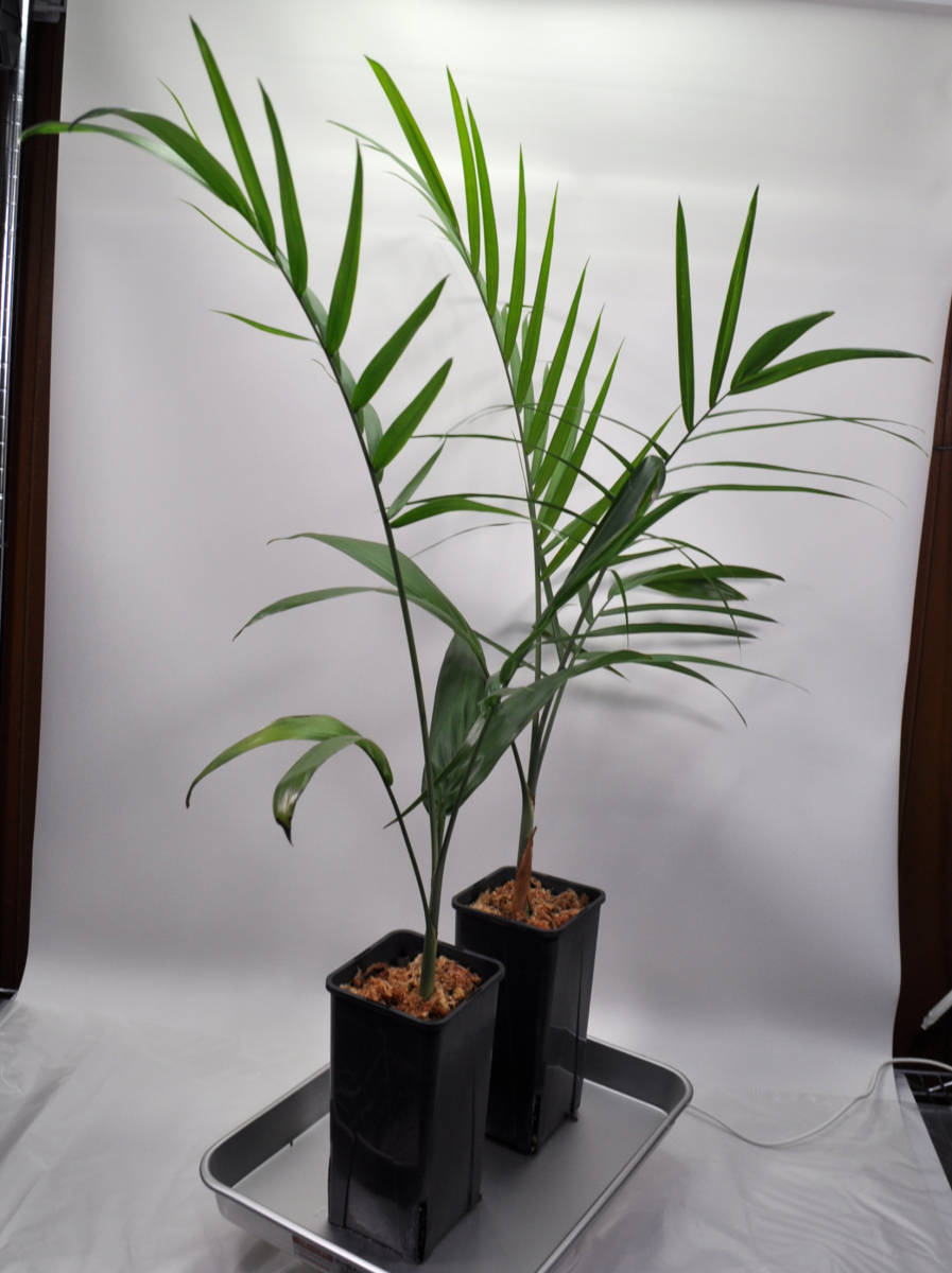 【耐寒ヤシ】Chamaedorea radicalis （チャメドレア ラディカリス）２苗セット　送料込み_画像3