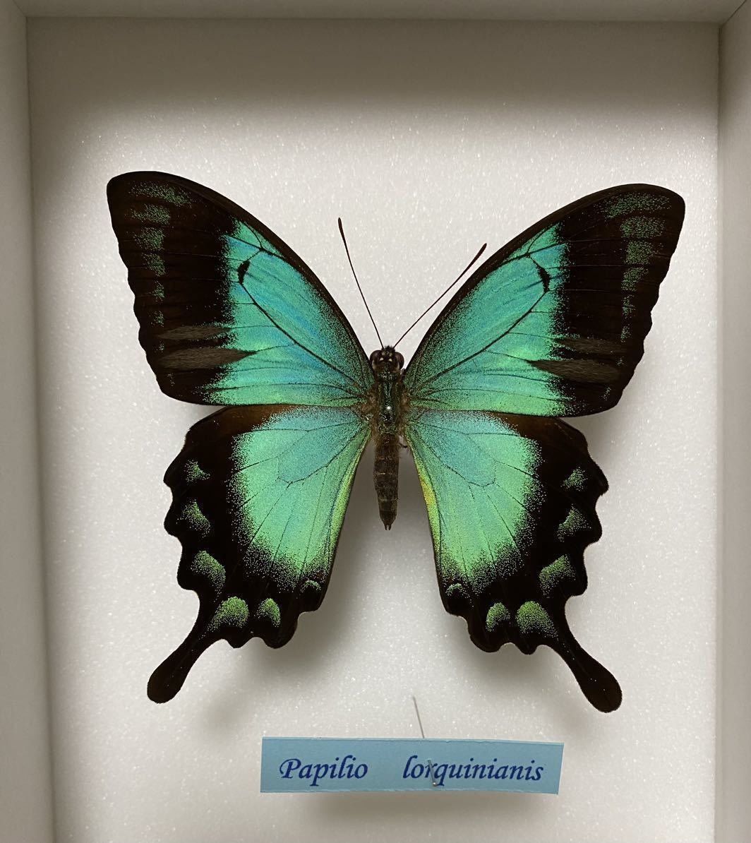 Papilio Corquinianis 蝶　標本　パピリオ　コルキニアニス　ヘリボシアオネアゲハ　Corquin Swallowtail ブルー　チョウ　_画像4