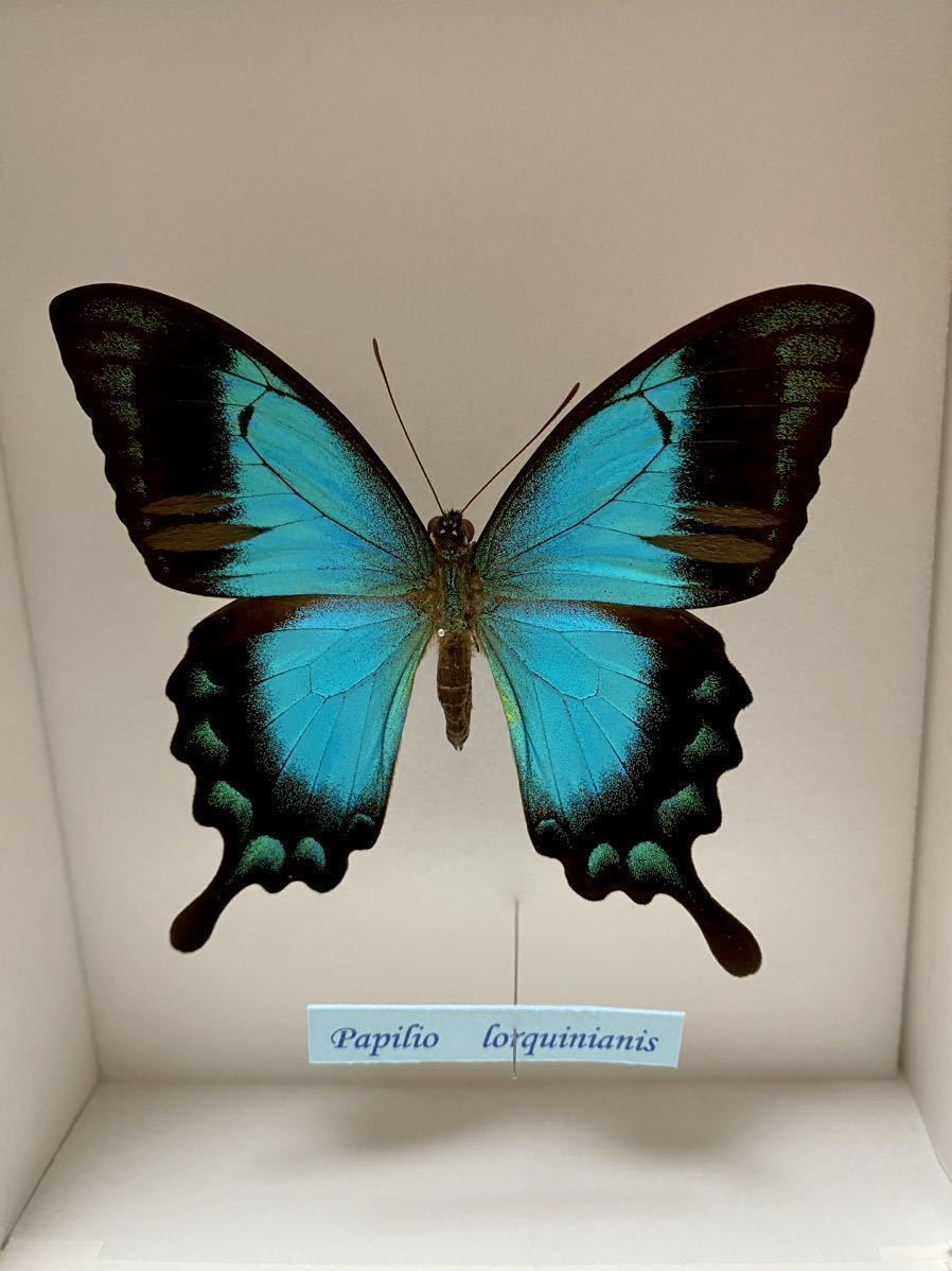 Papilio Corquinianis 蝶　標本　パピリオ　コルキニアニス　ヘリボシアオネアゲハ　Corquin Swallowtail ブルー　チョウ　_画像1