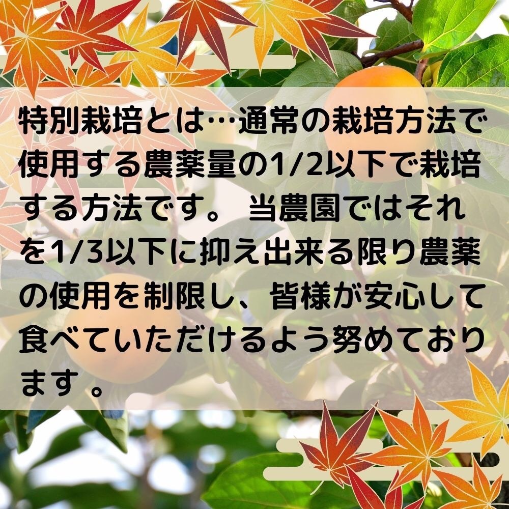 訳あり 和歌山産 特別栽培 富有柿 約10kg 11月下旬発送 大きさお任せ 柿 送料無料 高糖度 甘い ふゆがき_画像2