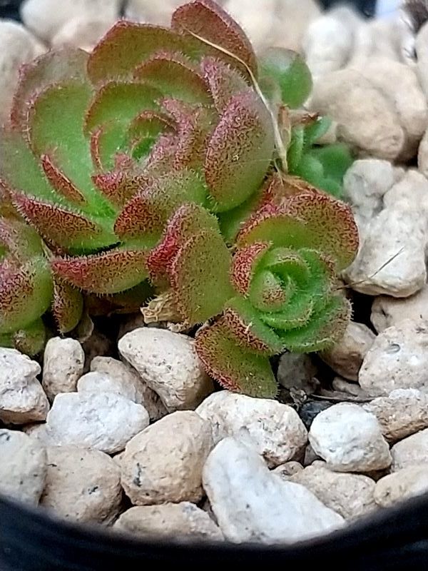 多肉植物　*プラティフィラ*　【ロスラリア】_※出品苗です。