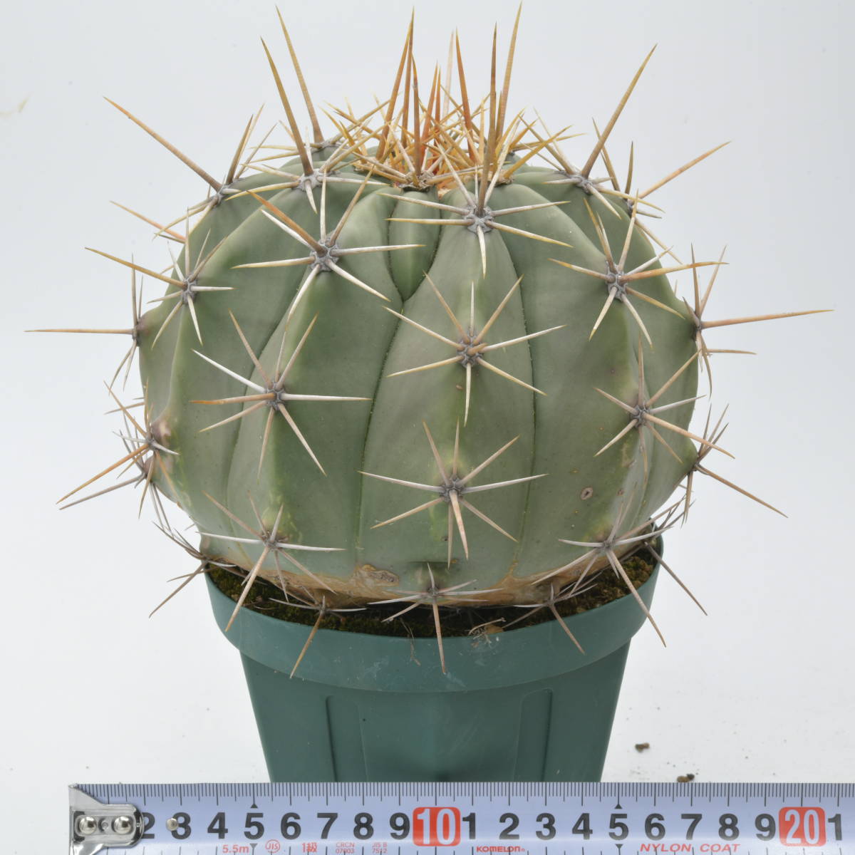 ポトシー 変種:アラモセンシス (427.8-001番) Ferocactus pottsii v alamosensis_画像2