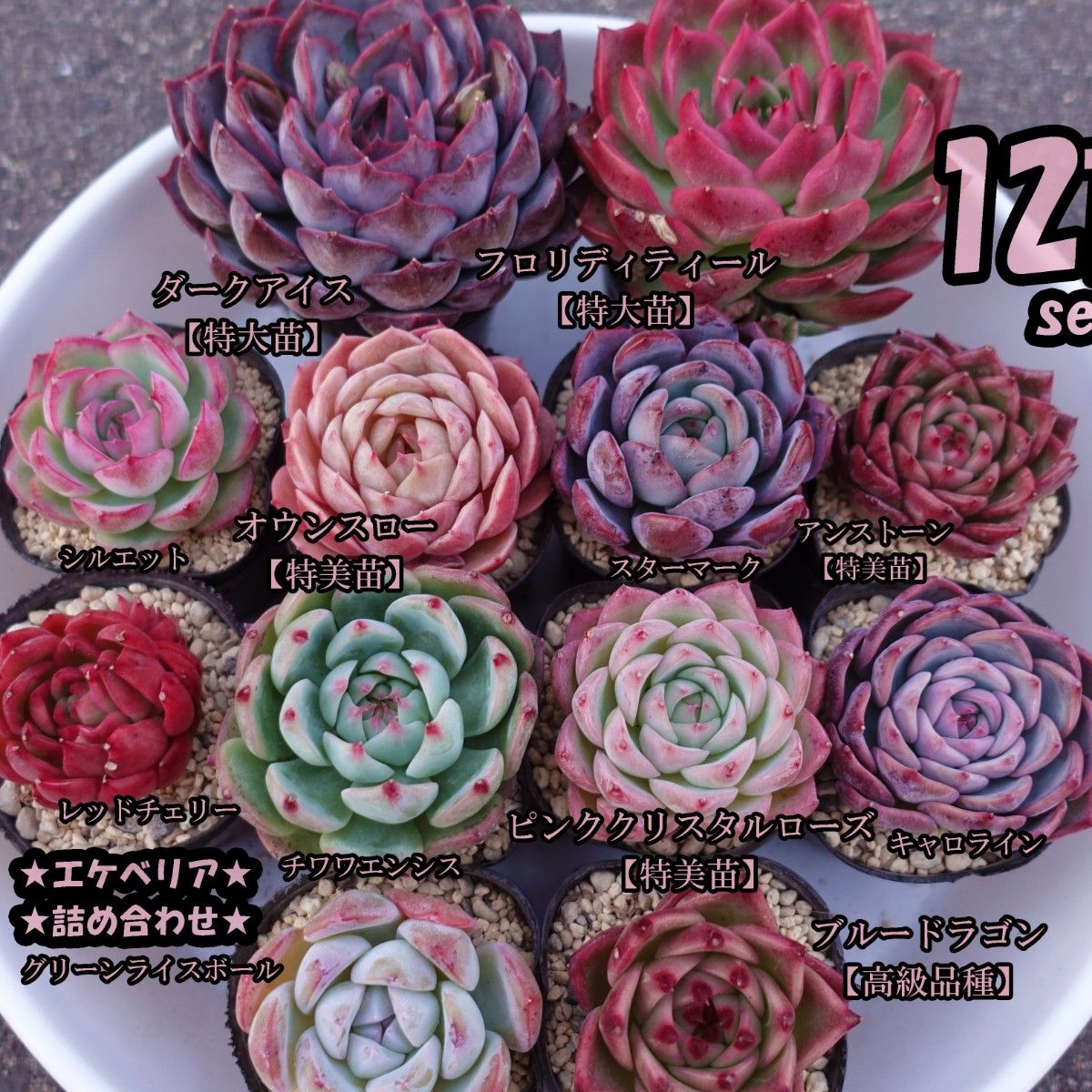 韓国苗 多肉植物 エケベリア 詰め合わせ 12苗セット【12SG-162 韓国苗 多肉植物 エケベリア 詰め合わせ 12苗セット【12SG-162