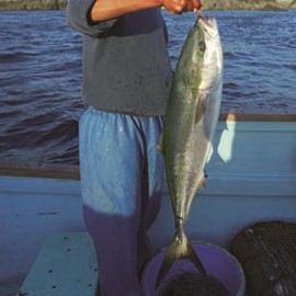 ブリ （ ハマチ ） 3-4kg 愛媛 佐田岬 天然 一本釣り 浜から直送 北海道/沖縄/東北は別途送料 宇和海の幸問屋_画像5