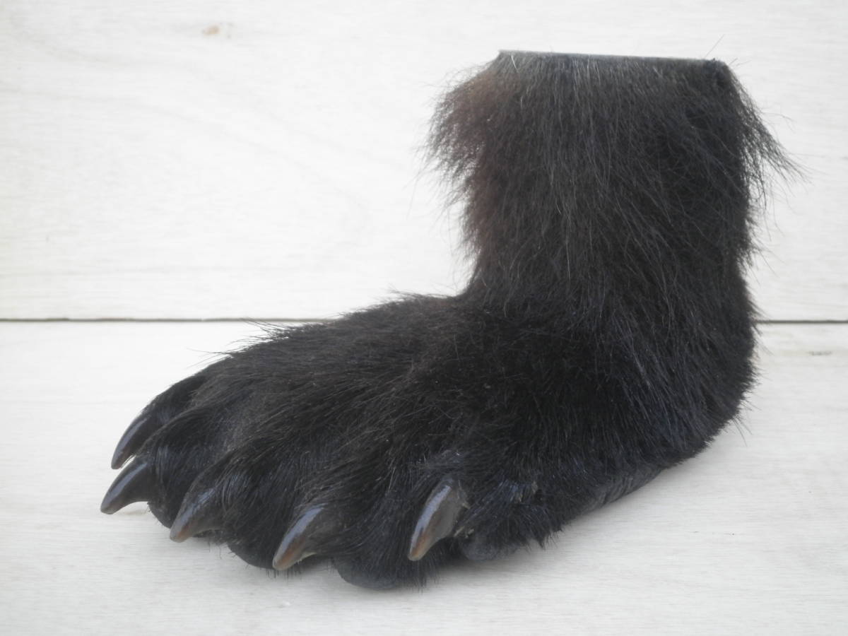 本物 ヒグマの足 ペン立て 熊の手 ひぐま 剥製 羆 北海道 熊爪　北海道 _画像1