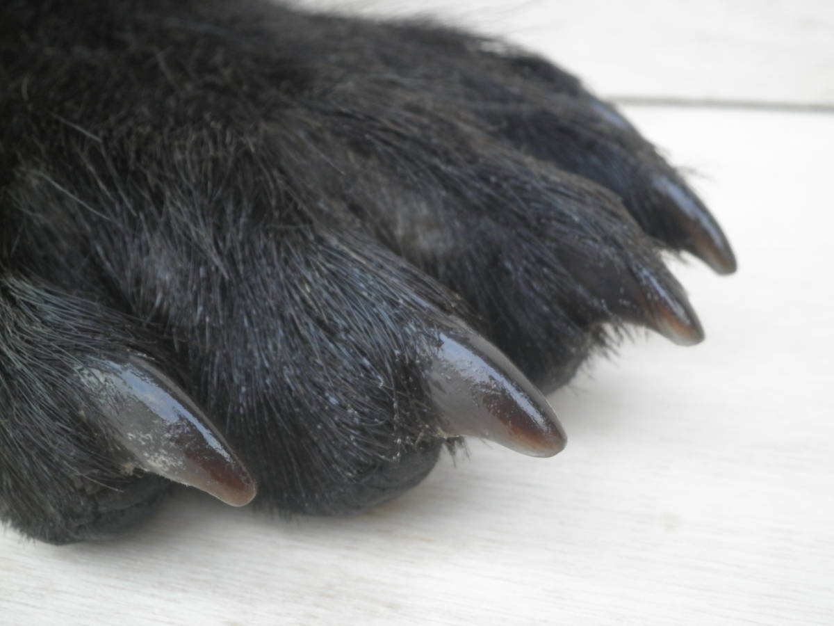 本物 ヒグマの足 ペン立て 熊の手 ひぐま 剥製 羆 北海道 熊爪　北海道 _画像5