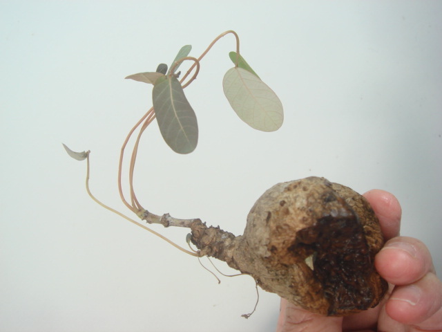 塊根植物　 phyllantmos mirabilis　 フイランシス　ミラビリス　　コーデックス　a-１９９_画像2