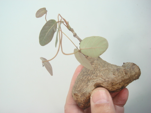 塊根植物　 phyllantmos mirabilis　 フイランシス　ミラビリス　　コーデックス　a-１９９_画像3