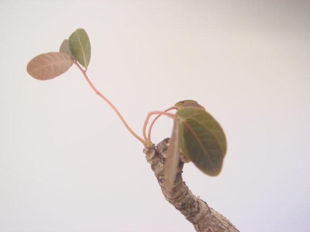 塊根植物　 phyllantmos mirabilis　 フイランシス　ミラビリス　　コーデックス　a-１９８_画像9