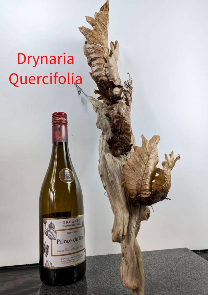 珍奇植物　着生植物　ビザールプランツ　ワイルド株　流木付き　ドリナリア・クエルシフォリア　Drynaria quercifolia　インテリア　 No.32_画像1