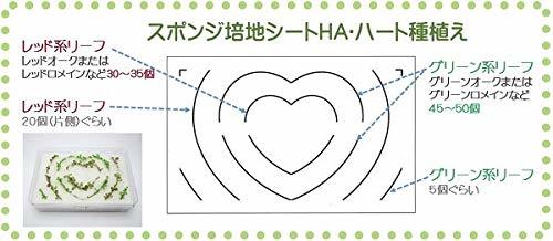 リビングファーム ハート ベビーレタス ミニ水耕菜園キットHA (ハート型 培地シート付き） クリア 20×13×6cm_画像8