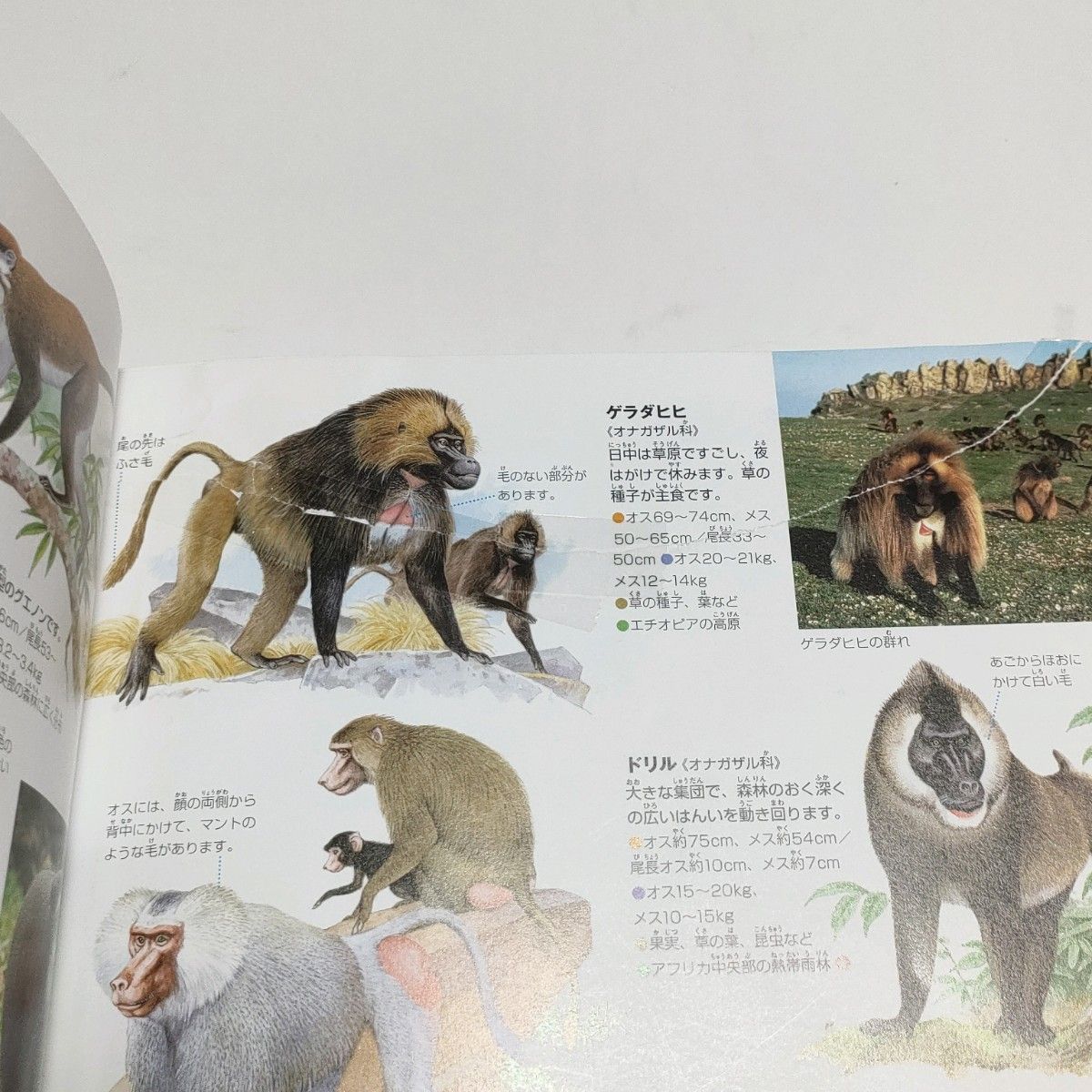 小学館の図鑑NEO新版動物 DVD付き 帯付き ドラえもん 芦田愛菜 小学館の図鑑NEO新版動物 DVD付き 帯付き ドラえもん 芦田愛菜