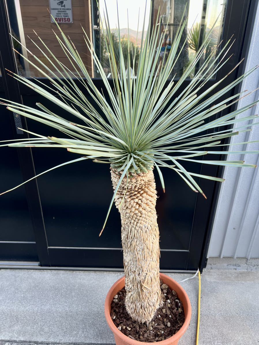 大阪売り出し ユッカ ロストラータ Yucca rostrata ① univ