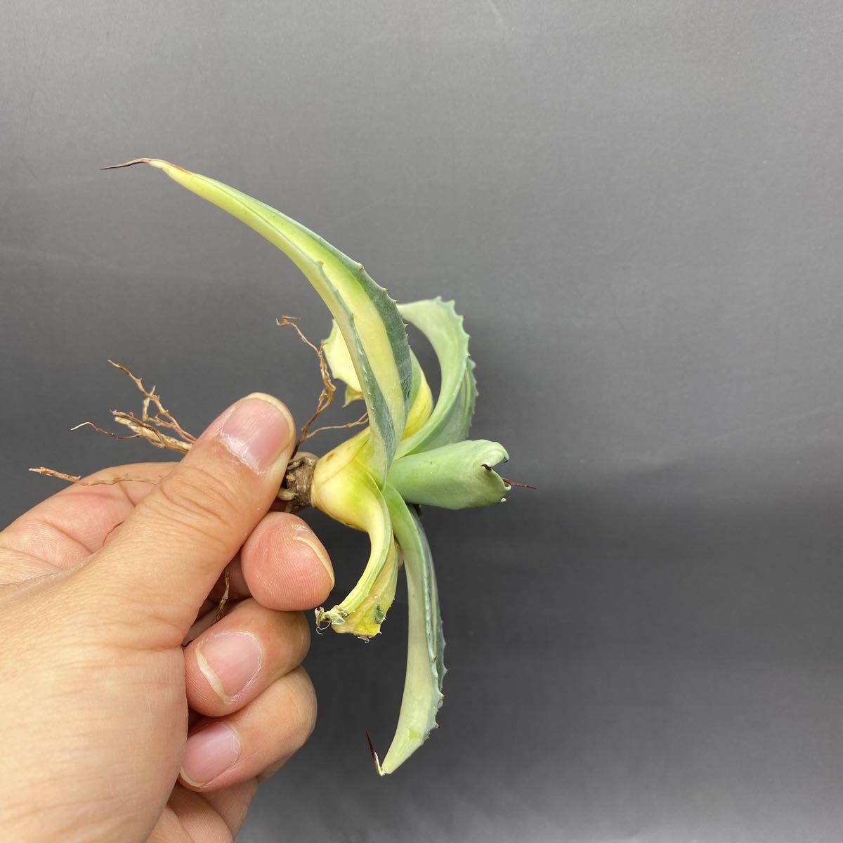 S1206-3 Agave ovatifolia Vanzie mediopicta アガベ オバティフォリア バンジー メディオピクター_画像4
