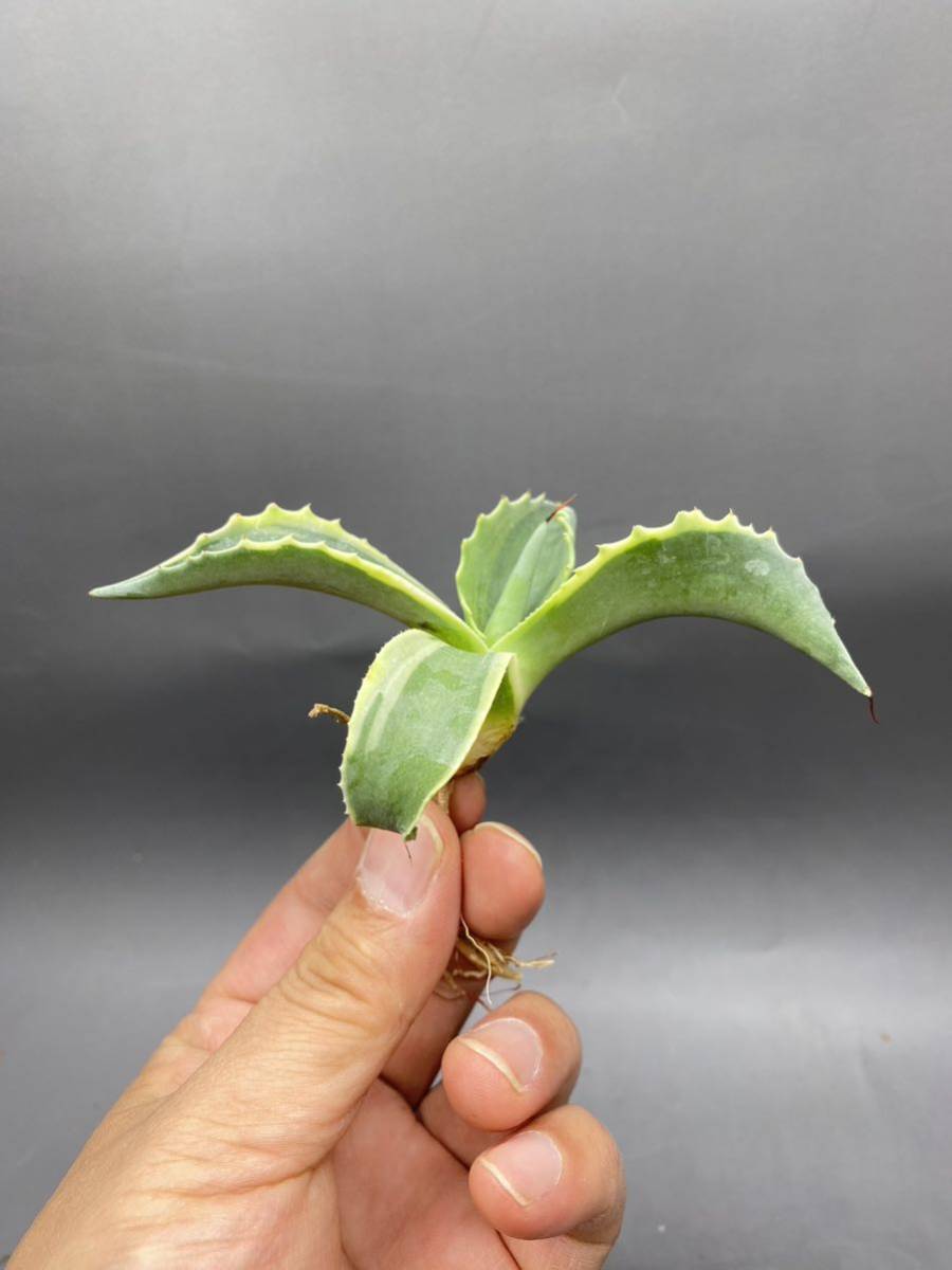 S1206-6 Agave ovatifolia Vanzie variegated white アガベ オバティフォリア バンジー　ベアリアゲティド_画像1