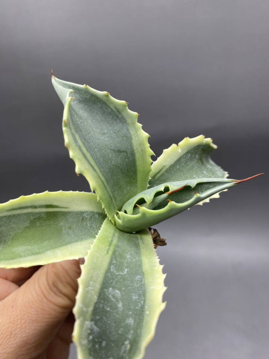 S1206-7 Agave ovatifolia Vanzie variegated white アガベ オバティフォリア バンジー　ベアリアゲティド_画像5