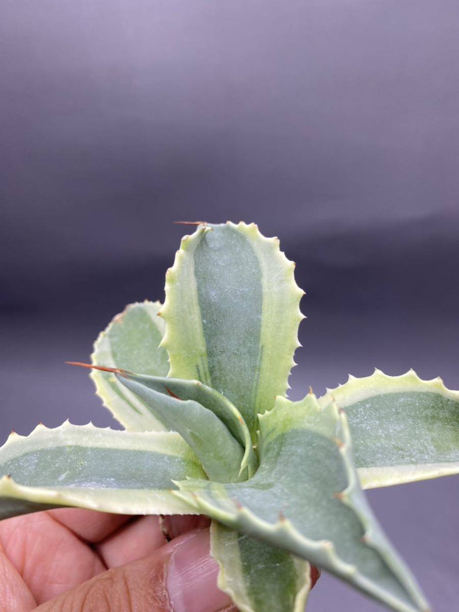 S1206-8 Agave ovatifolia Vanzie variegated white アガベ オバティフォリア バンジー　ベアリアゲティド_画像7