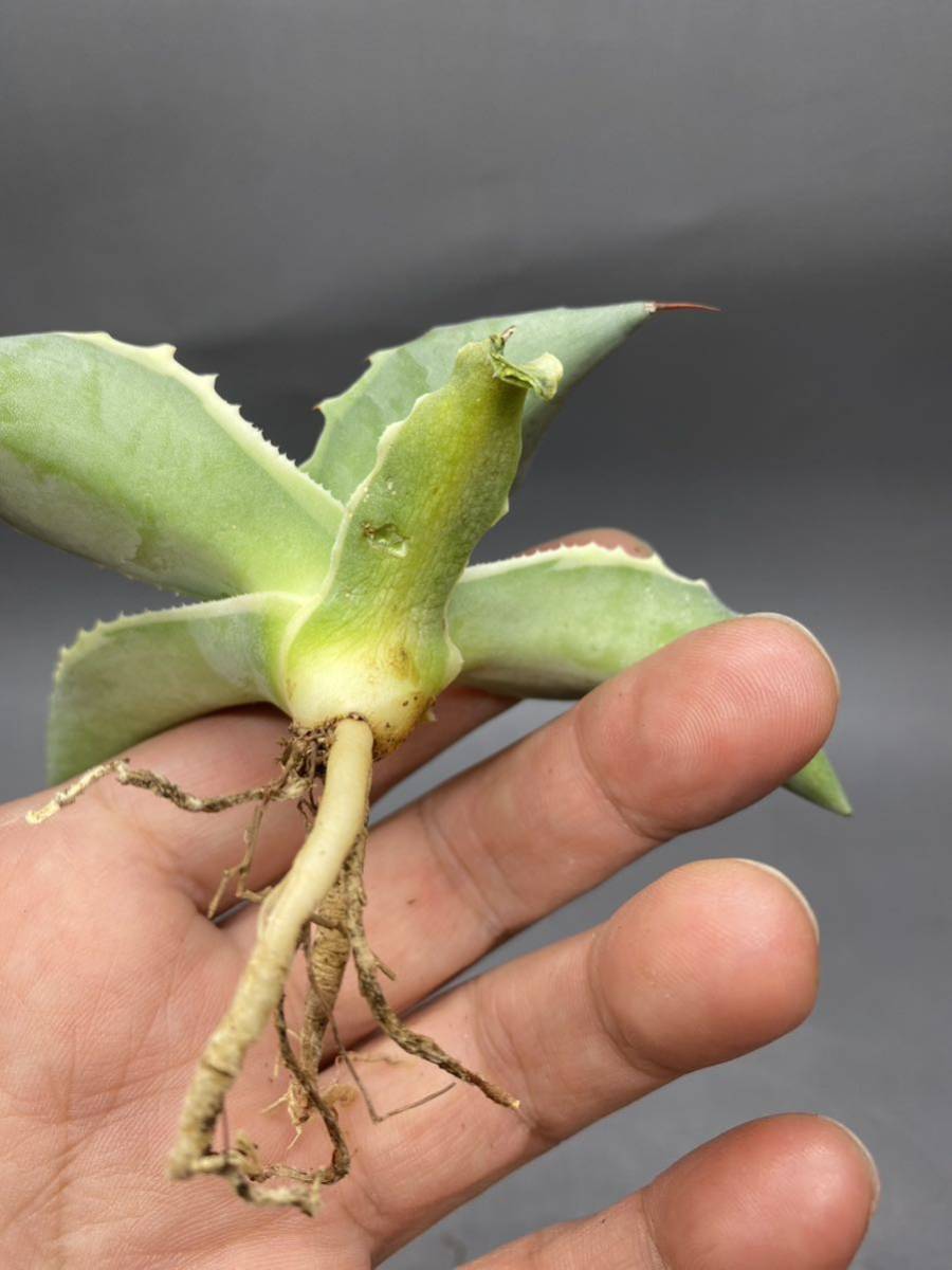 S1206-8 Agave ovatifolia Vanzie variegated white アガベ オバティフォリア バンジー　ベアリアゲティド_画像10