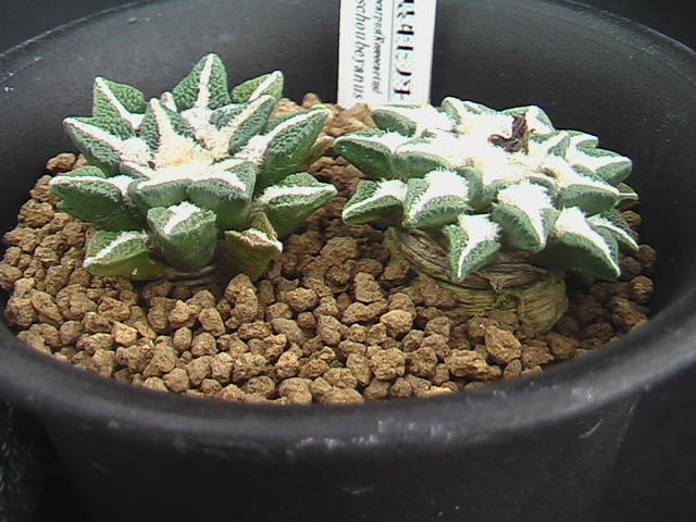 ★奈研★サボテン・多肉植物★448★黒牡丹　　Ariocarpus(Roseocactus)kotschoubeyanus　実生2本植え　約W3.7-3.8cm_画像4