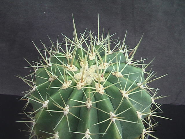 ★奈研★サボテン・多肉植物★468★フェロカクタス　レッペンハゲニー　実生　Ferocactus reppenhagenii 約W 11.1cm_画像1