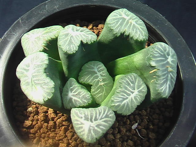 ★奈研★サボテン・多肉植物★587★ハオルシア　万象　Haworthia　maughanii　 約W 8.0cm_画像4