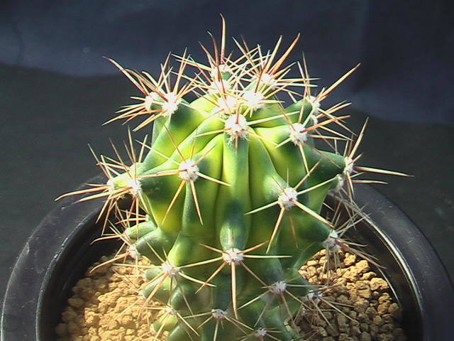 ★奈研★サボテン・多肉植物★818★フェロカクタス　金赤竜錦（曙斑）実生　Ferocactus wislizeni　 varieg. 約W4.7 cm_画像4