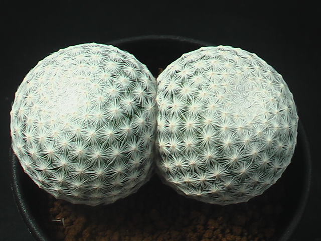 ★奈研★サボテン・多肉植物★862★マミラリア　白鳥 Mammillaria　herrerae 約総径8.1cm_画像1