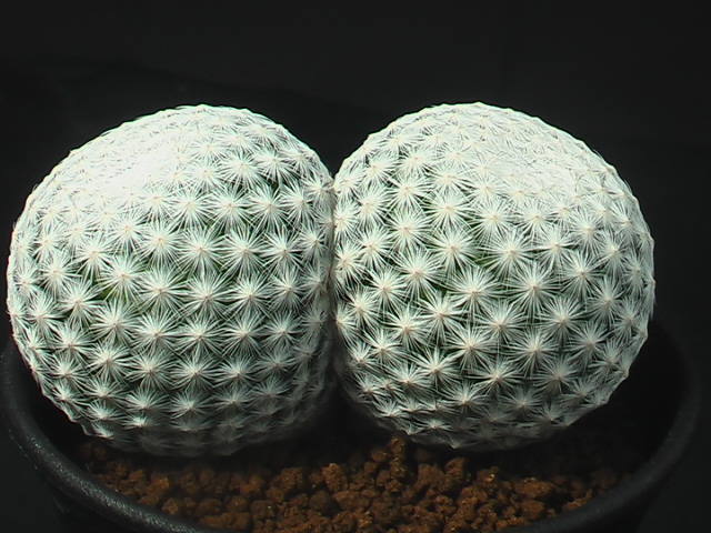 ★奈研★サボテン・多肉植物★862★マミラリア　白鳥 Mammillaria　herrerae 約総径8.1cm_画像2