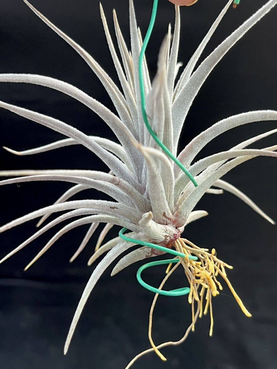 ティランジア Tillandsia barrosoae ブラジル チランジア_画像3