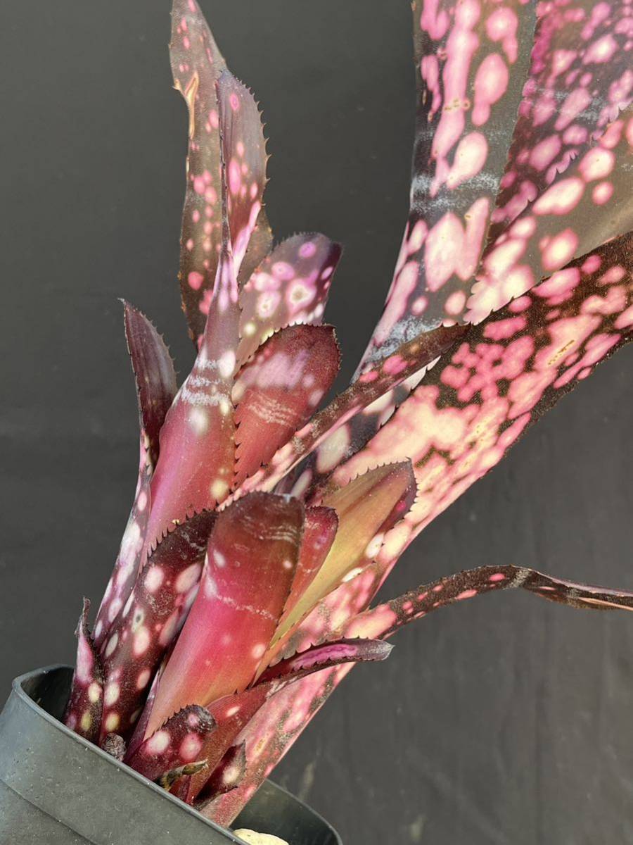 ビルベルギア Billbergia ‘Color Zone’ Grant Groves hybrid from Bryan Chan 子株付き_画像2