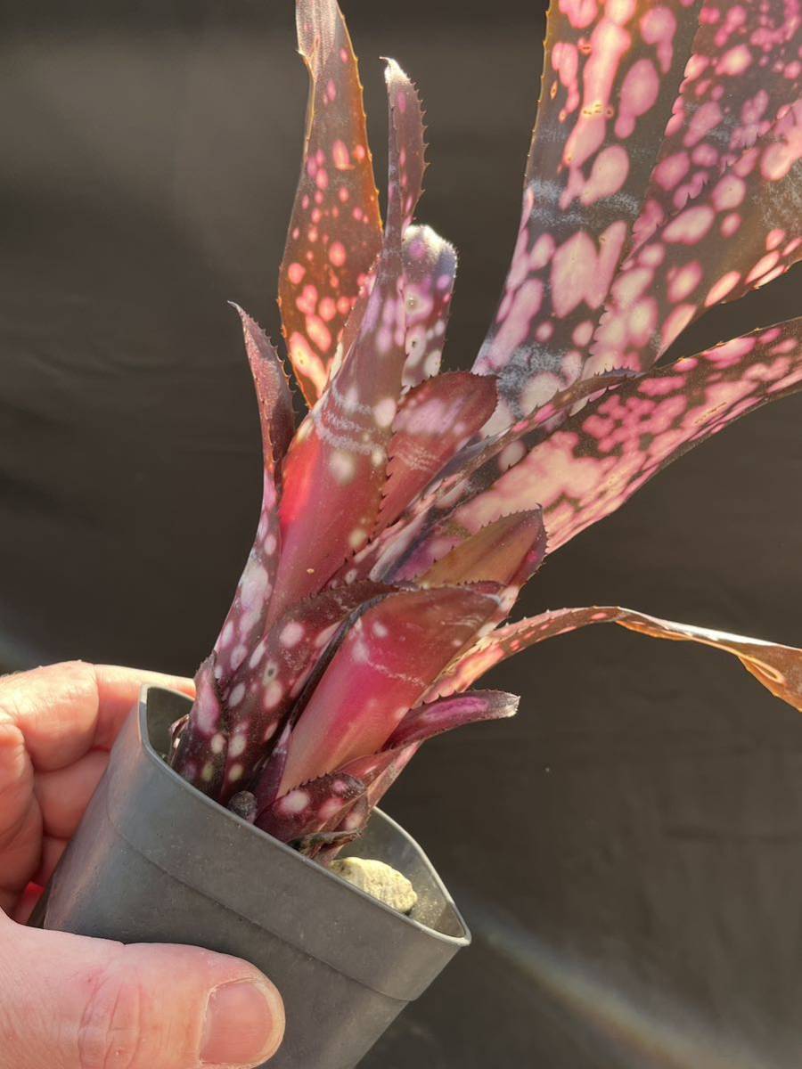 ビルベルギア Billbergia ‘Color Zone’ Grant Groves hybrid from Bryan Chan 子株付き_画像6