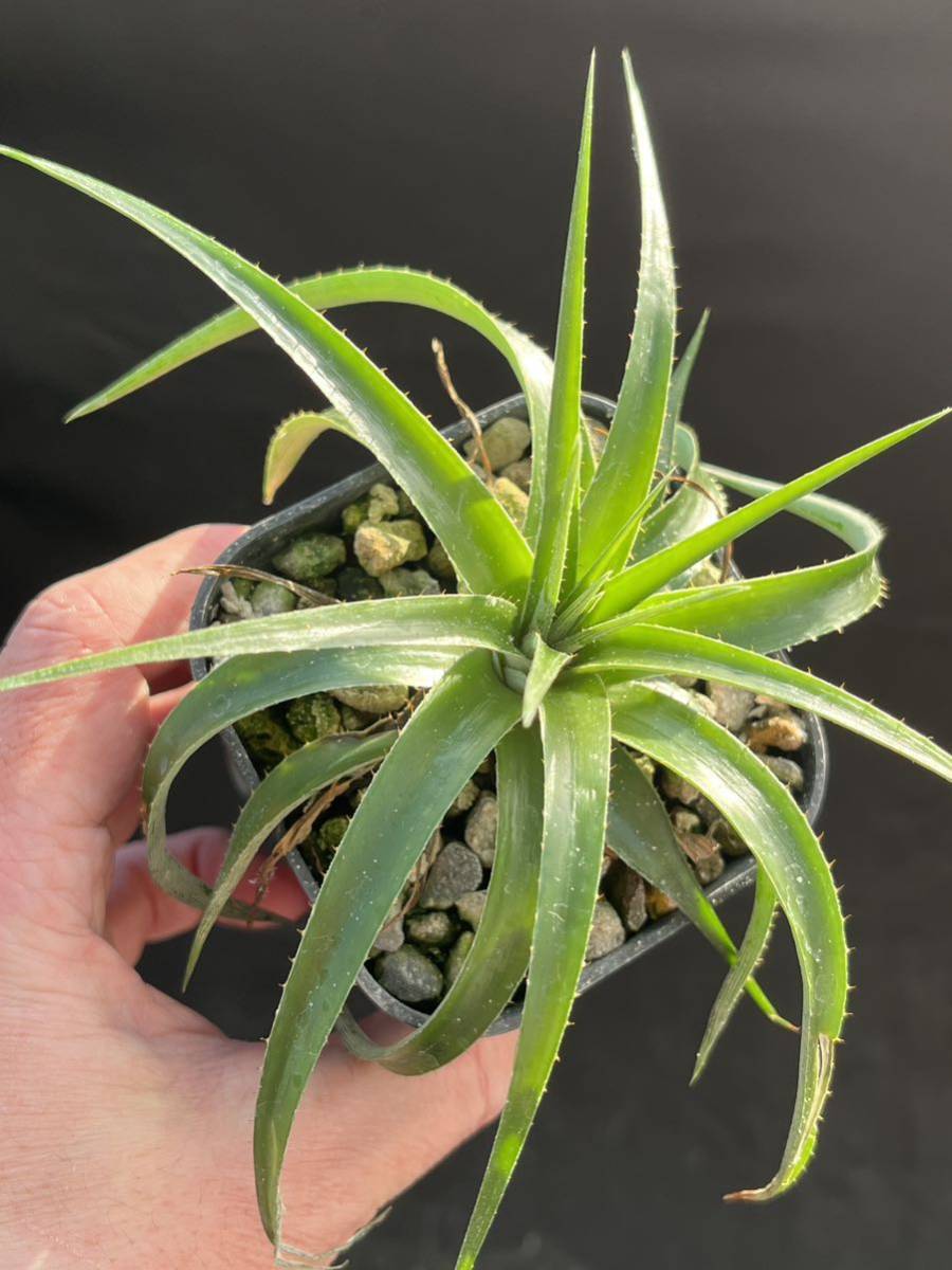 ディッキア Dyckia uleana from Brazill 実生 原種_画像1