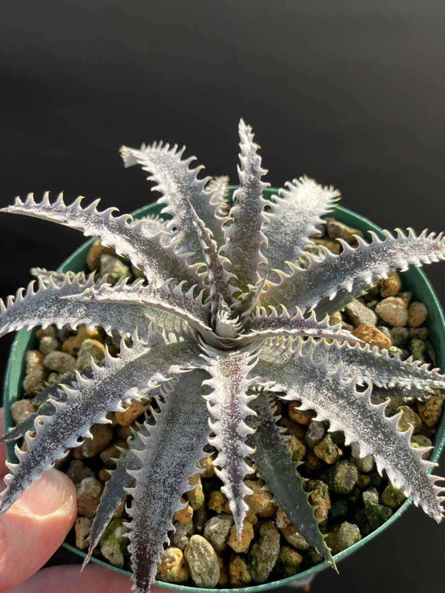 ディッキア Dyckia GAA Bill Baker's hybrid from Bryan Chan タグ付き_画像5