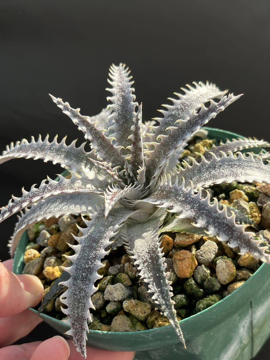 ディッキア Dyckia GAA Bill Baker's hybrid from Bryan Chan タグ付き_画像3