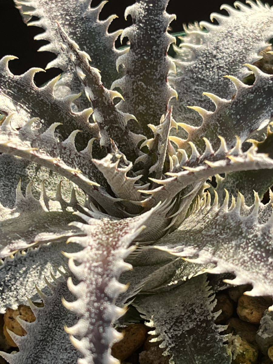 ディッキア Dyckia GAA Bill Baker's hybrid from Bryan Chan タグ付き_画像8