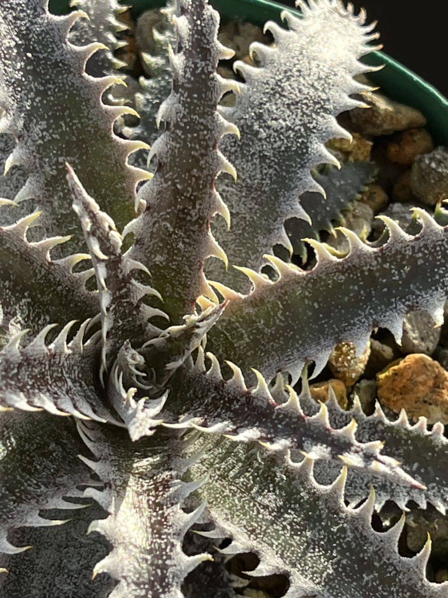 ディッキア Dyckia GAA Bill Baker's hybrid from Bryan Chan タグ付き_画像9