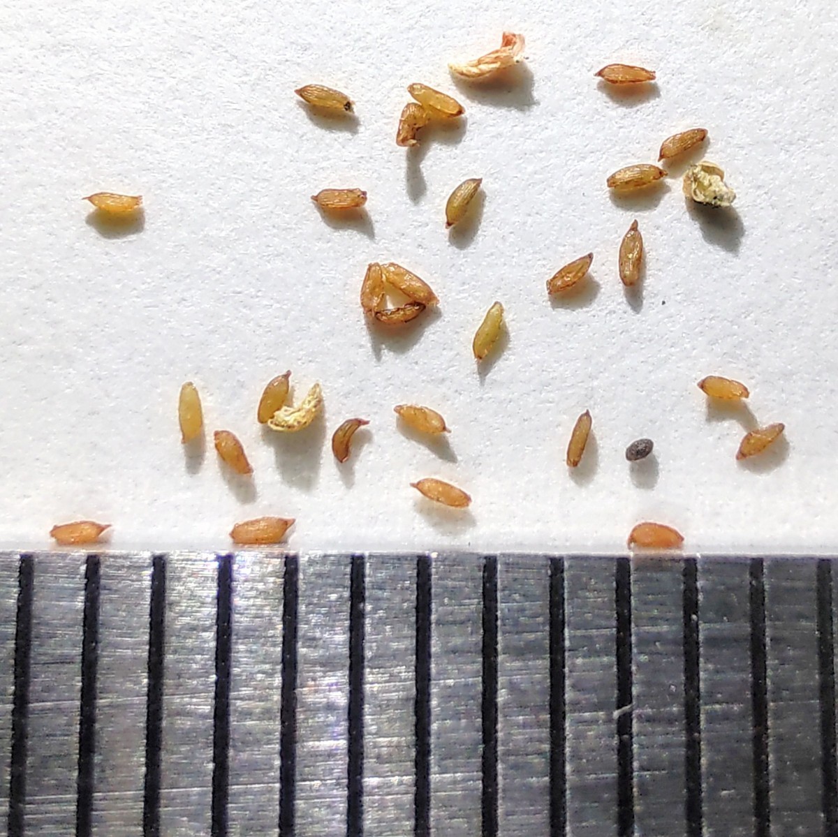 【自家採種“種子”/30粒】Dudleya attenuata (SB 1252)/ダドレア・アテヌアタ//多肉植物_お送りする種子のイメージ