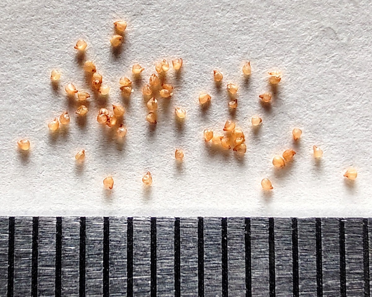 【自家採種“種子”/30粒】Lithops helmutii (C 271)/リトープス 青磁玉//多肉植物_お送りする種子のイメージ